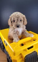 Petite-mini Goldendoodle Green, a male Poodle - Miniature  and Miniature Goldendoodle for sale in Winona, MN – Photo 3 of 6