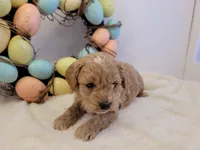 Petite-mini Goldendoodle Green, a male Poodle - Miniature  and Miniature Goldendoodle for sale in Winona, MN – Photo 5 of 6