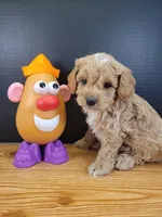 Petite-mini Goldendoodle Green, a male Poodle - Miniature  and Miniature Goldendoodle for sale in Winona, MN – Photo 4 of 6