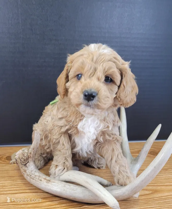 Petite-mini Goldendoodle Green