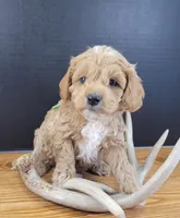 Petite-mini Goldendoodle Green, a male Poodle - Miniature  and Miniature Goldendoodle for sale in Winona, MN – Photo 1 of 6