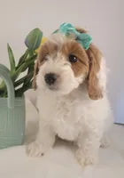 Petite-mini Goldendoodle Mint, a female Poodle - Miniature  and Miniature Goldendoodle for sale in Winona, MN – Photo 3 of 10