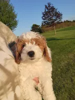 Petite-mini Goldendoodle Mint, a female Poodle - Miniature  and Miniature Goldendoodle for sale in Winona, MN – Photo 2 of 10