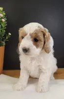 Petite-mini Goldendoodle Mint, a female Poodle - Miniature  and Miniature Goldendoodle for sale in Winona, MN – Photo 9 of 10