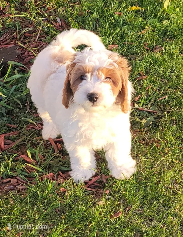 Petite-mini Goldendoodle Mint