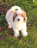 Petite-mini Goldendoodle Mint, a female Poodle - Miniature  and Miniature Goldendoodle for sale in Winona, MN – Photo 1 of 10