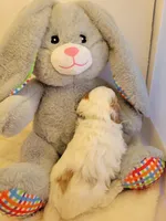 Petite-mini Goldendoodle Mint, a female Poodle - Miniature  and Miniature Goldendoodle for sale in Winona, MN – Photo 10 of 10