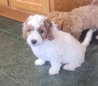 Petite-mini Goldendoodle Mint, a female Poodle - Miniature  and Miniature Goldendoodle for sale in Winona, MN – Photo 5 of 10
