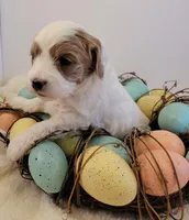 Petite-mini Goldendoodle Mint, a female Poodle - Miniature  and Miniature Goldendoodle for sale in Winona, MN – Photo 8 of 10