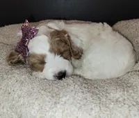 Petite-mini Goldendoodle Mint, a female Poodle - Miniature  and Miniature Goldendoodle for sale in Winona, MN – Photo 6 of 10