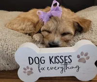 Petitemini Goldendoodle Purple, a female Poodle - Miniature  and Miniature Goldendoodle for sale in Winona, MN – Photo 6 of 8