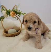 Petitemini Goldendoodle Purple, a female Poodle - Miniature  and Miniature Goldendoodle for sale in Winona, MN – Photo 7 of 8