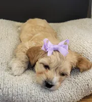 Petitemini Goldendoodle Purple, a female Poodle - Miniature  and Miniature Goldendoodle for sale in Winona, MN – Photo 4 of 8