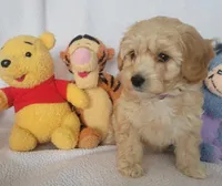 Petitemini Goldendoodle Purple, a female Poodle - Miniature  and Miniature Goldendoodle for sale in Winona, MN – Photo 3 of 8