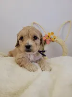 Petitemini Goldendoodle Purple, a female Poodle - Miniature  and Miniature Goldendoodle for sale in Winona, MN – Photo 8 of 8