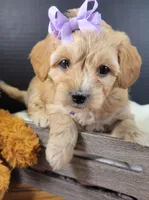 Petitemini Goldendoodle Purple, a female Poodle - Miniature  and Miniature Goldendoodle for sale in Winona, MN – Photo 5 of 8