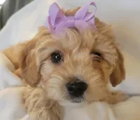 Petitemini Goldendoodle Purple, a female Poodle - Miniature  and Miniature Goldendoodle for sale in Winona, MN – Photo 1 of 8