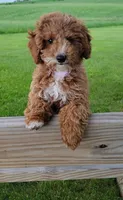 petite-mini Goldendoodle Pink, a female Miniature Goldendoodle for sale in Winona, MN – Photo 4 of 10