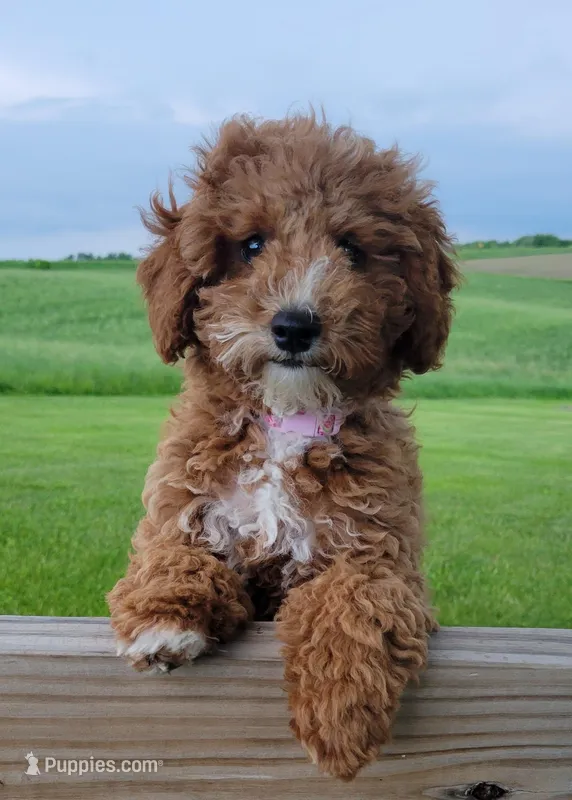 petite-mini Goldendoodle Pink
