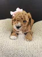 petite-mini Goldendoodle Pink, a female Miniature Goldendoodle for sale in Winona, MN – Photo 6 of 10