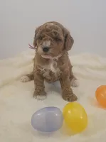 petite-mini Goldendoodle Pink, a female Miniature Goldendoodle for sale in Winona, MN – Photo 8 of 10