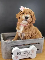 petite-mini Goldendoodle Pink, a female Miniature Goldendoodle for sale in Winona, MN – Photo 7 of 10