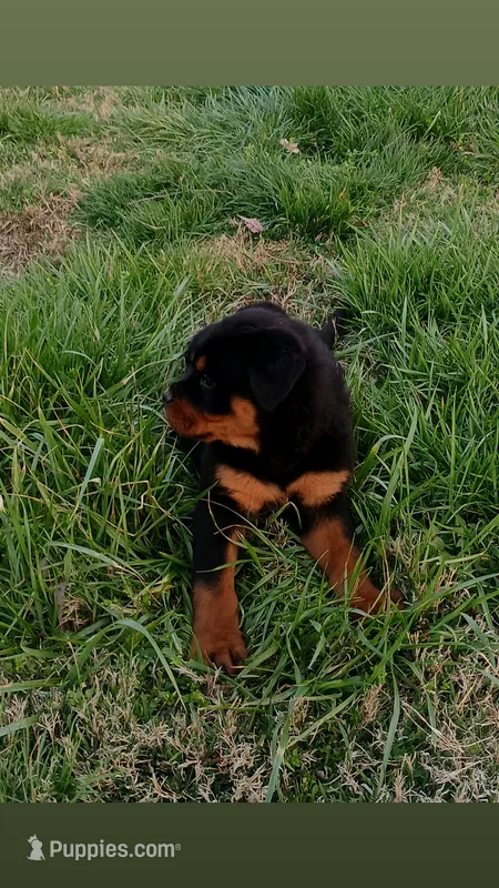Sable – Rottweiler puppy for sale in Mount Orab, OH