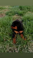 Sable, a female Rottweiler for sale in Mount Orab, OH – 1 of 3