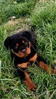 Sable, a female Rottweiler for sale in Mount Orab, OH – 3 of 3