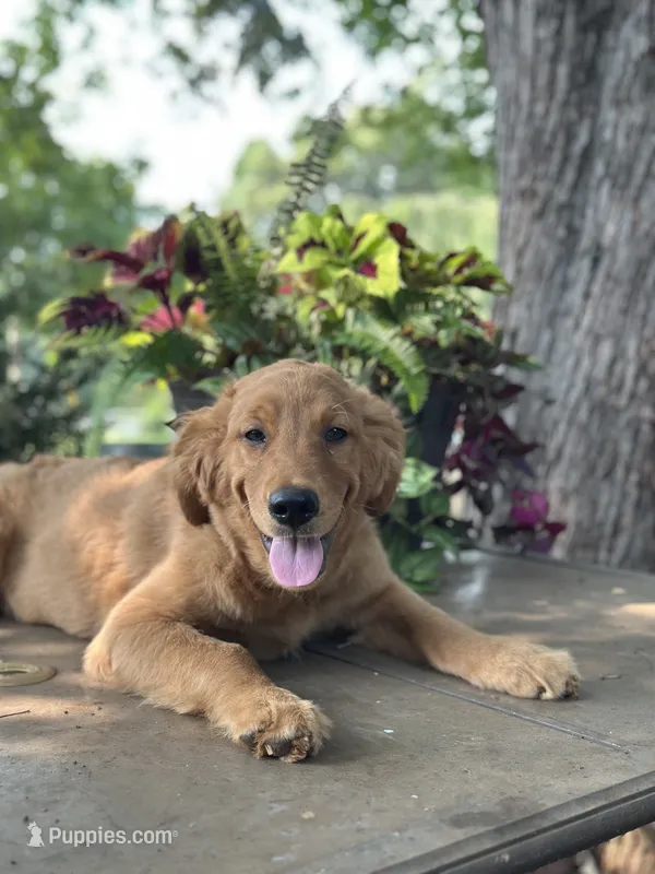 Ace  – Golden Retriever, English Goldendoodle puppy for sale in Amherst, VA