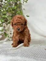 Jerry , a male Miniature Goldendoodle for sale in Amherst, VA – 9 of 10