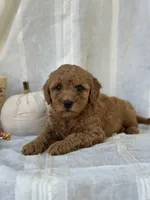 Chester , a male Miniature Goldendoodle for sale in Amherst, VA – 8 of 10