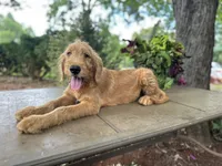 Buster , a male Goldendoodle and Golden Retriever for sale in Amherst, VA – 2 of 8