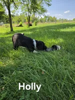 Holly , a female Collie and Cocker Spaniel for sale in Amherst, VA – 4 of 4