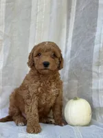 Buster , a male Miniature Goldendoodle for sale in Amherst, VA – 10 of 10
