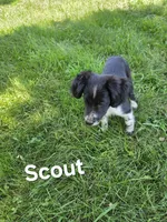 Scout , a female Collie and Cocker Spaniel for sale in Amherst, VA – 3 of 5