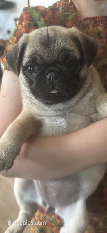 Butterfly  – Pug puppy for sale in Amherst, VA