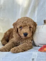 Ridge , a male Miniature Goldendoodle for sale in Amherst, VA – 8 of 10