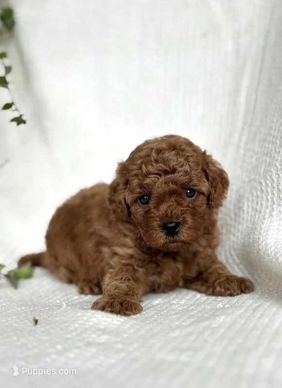 Milo  – Miniature Goldendoodle puppy for sale in Amherst, VA