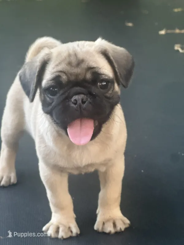 Lila – Pug puppy for sale in Amherst, VA