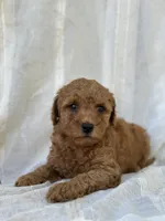 Chester , a male Miniature Goldendoodle for sale in Amherst, VA – 4 of 10