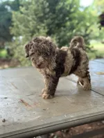Winston, a male Miniature Goldendoodle for sale in Amherst, VA – 4 of 5
