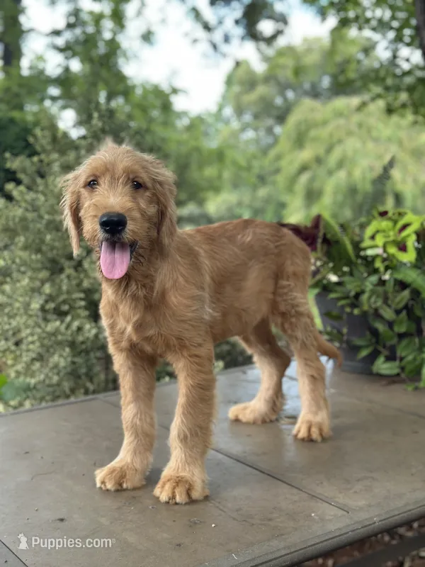 Buster  – Goldendoodle, Golden Retriever puppy for sale in Amherst, VA