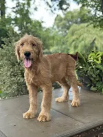 Buster , a male Goldendoodle and Golden Retriever for sale in Amherst, VA – 1 of 8