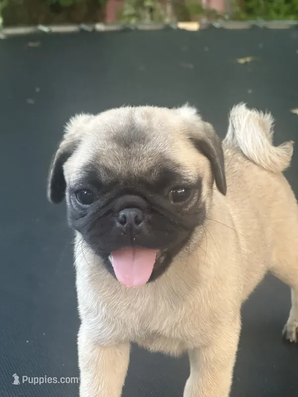 Butterfly  – Pug puppy for sale in Amherst, VA