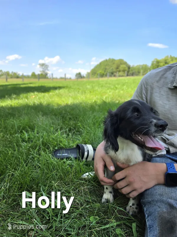 Holly  – Collie, Cocker Spaniel puppy for sale in Amherst, VA
