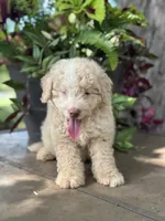 Will, a male Miniature Golden Retriever for sale in Amherst, VA – 4 of 7