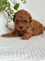 Jasper , a male Miniature Goldendoodle for sale in Amherst, VA – 2 of 9