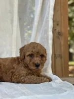 Chester , a male Miniature Goldendoodle for sale in Amherst, VA – 6 of 10