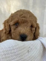 Ridge , a male Miniature Goldendoodle for sale in Amherst, VA – 9 of 10